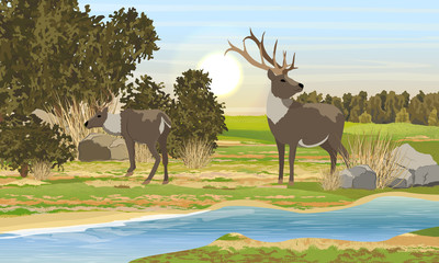 Two realistic red deer with branched horns near the river. Large bushes and forest. Summer Realistic Vector Landscape