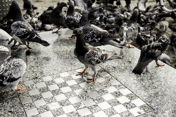 Obraz premium Pigeons in street