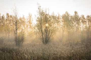 Fototapeta na wymiar Sonne scheint durch Bäume und Nebel auf ein Feld im Herbst