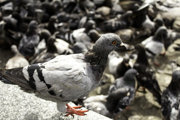 Pigeons in street