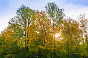 Obraz premium Autumn forest landscape, bright colors and sunlight HDR, High dynamic range,
