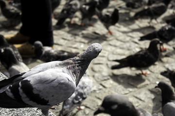 Pigeons in street