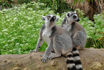 Naklejka na ściany i meble Ring tailed lemurs in the National Park in the island of Madagascar. Two young lemurs curiously came to see what is happening.
