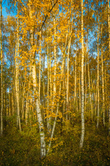 Die Sonne scheint in den Birkenwald im Herbst