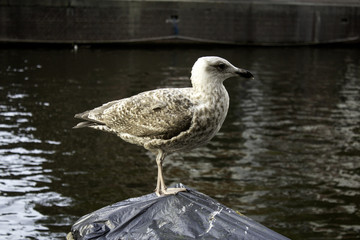 Seagulls in Amsterdam