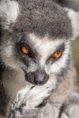 Lemur 