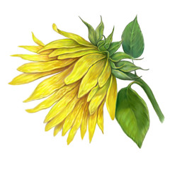 Yellow sunflower flower ,illustration on isolated white background