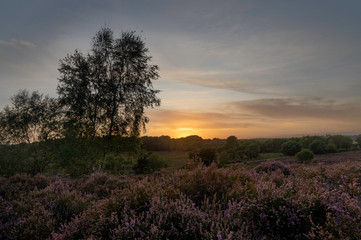 WInfrith and Tadnoll Nature Reserve, Dorset, England