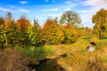 Autumn colored forest landscape with small river