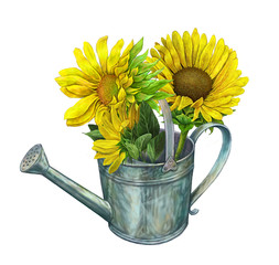 Bouquet in a watering can of flowers of sunflowers.Design for greeting card,illustration isolated on white background