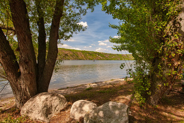 Fototapeta na wymiar Big poplars on the river bank.