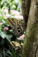 Butterflies entomology