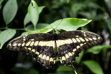 Butterflies entomology