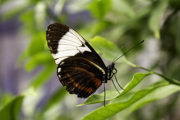 Fototapeta na wymiar Butterflies entomology
