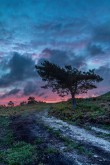 WInfrith and Tadnoll Nature Reserve, Dorset, England
