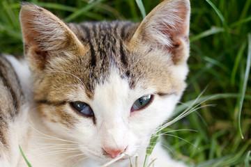 cute cat on the grass