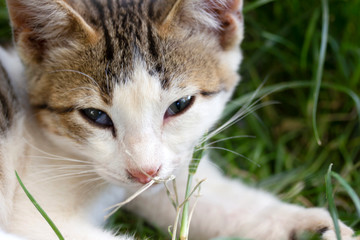 cute cat on the grass