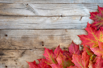 Red autumn leaves on a gray rough wooden background.