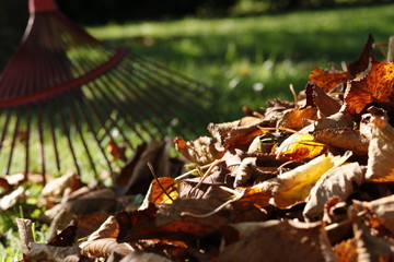 Raking fall leaves with rake
