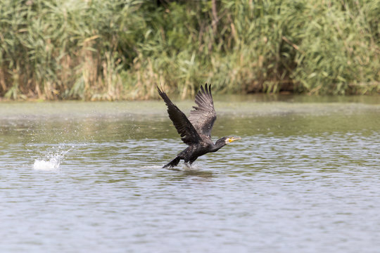 Kormoran auf irh Jagdrevier