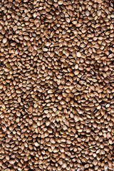 hemp seeds