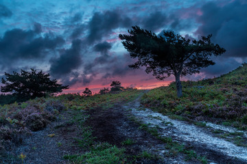 WInfrith and Tadnoll Nature Reserve, Dorset, England