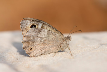 Tree grayling, (Hipparchia statilinus). resting on a rock, Andalusia, Spain.