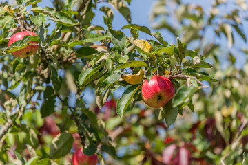 Ripe Apple on an Apple Tree in Summer