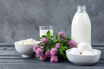 cottage cheese, glass of natural milk,  bottle of cow's milk eggs, pink clover flowers on a gray background
