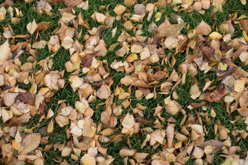 Backdrop - fallen leaves of birch on green grass