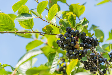 Ripe Chokeberries Ready for Harvest on a Sunny Day
