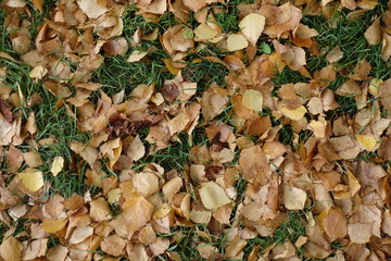 Birch leaves on green grass in October