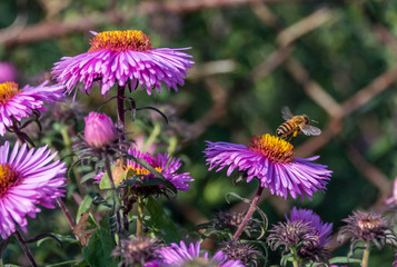 Obraz premium Bee and Purple Pink Flowers Closeup in a Summer Garden