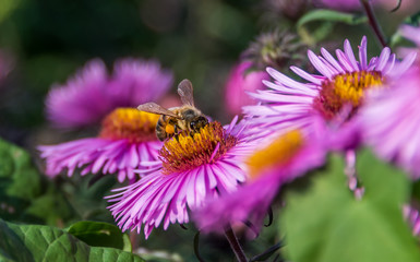 Bee and Purple Pink Flowers Closeup in a Summer Garden