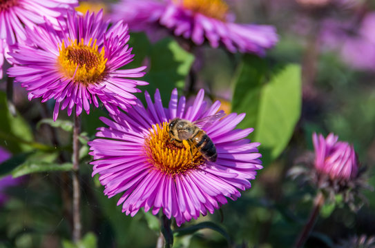 Bee and Purple Pink Flowers Closeup in a Summer Garden