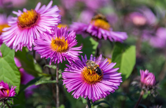 Bee and Purple Pink Flowers Closeup in a Summer Garden