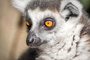 Lemur eyes 