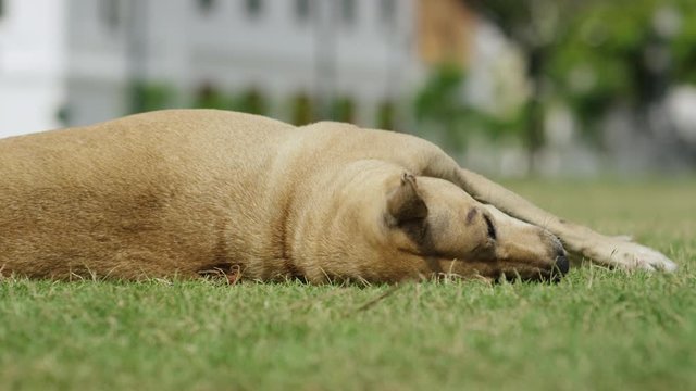 Hund entspannt - Dog relaxed