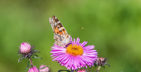 Butterfly and Purple Pink Flowers Closeup in a Summer Garden