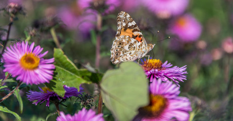 Butterfly and Purple Pink Flowers Closeup in a Summer Garden