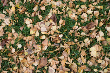 View of fallen leaves of birch on the grass from above