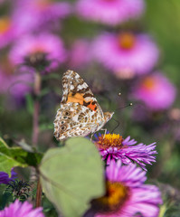 Butterfly and Purple Pink Flowers Closeup in a Summer Garden