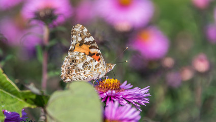 Butterfly and Purple Pink Flowers Closeup in a Summer Garden