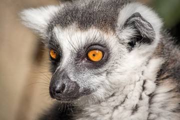 Lemur 