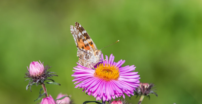 Butterfly and Purple Pink Flowers Closeup in a Summer Garden