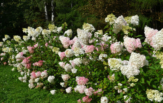 Floral wallpaper with hydrangea paniculata