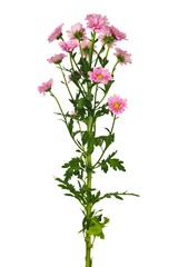 Tanacetum flower on white