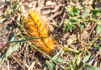 Closeup of a Yellow Furry Caterpillar on a Forest Floor