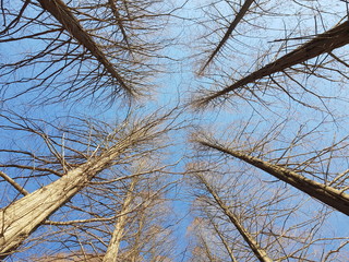 branches of trees against blue sky, winter tree.