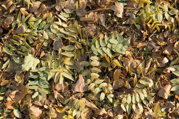 View of fallen leaves of Sophora japonica from above